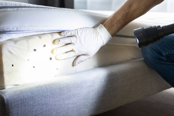 Best Flea Control Services  in Murray, KY