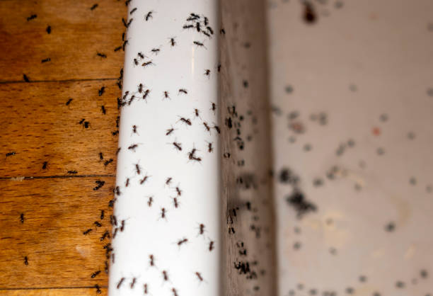 Pest Prevention Services in Murray, KY